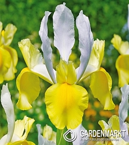 Holländische Iris Montecito 10 St.