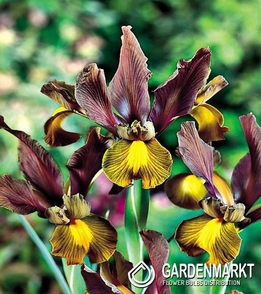 Holländische Iris Autumn Princess 10 St.