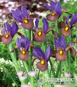 Holländische Iris Tigereye 10 St.