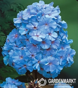 Phlox-Flammenblume Blue 1 St.