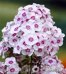 Phlox Europa 1 St.