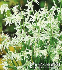 Ornithogalum Natans 10 St.