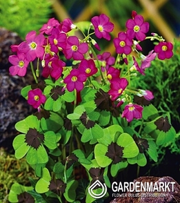 Oxalis Deppei Iron Cross 20 St.