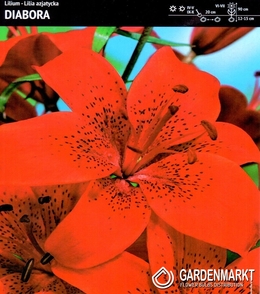 Asiatische Lilie Diabora 1 St.
