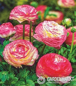 Ranunkeln Ranunculus Picotee Rose 5 St.