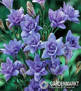 Brodiaea - Triteleia Aquarius 10 pcs