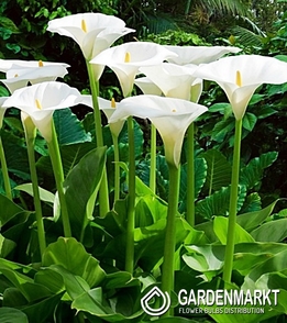 Zantedeschia-Calla Aetiopica 1 St.