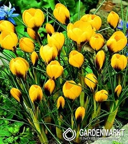 Frühlings Krokus Goldilocks 10 St.