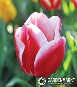 Tulpe Triumph Lech Wałęsa 5 St.