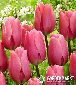 Tulpe Gross Big Love 5 St.