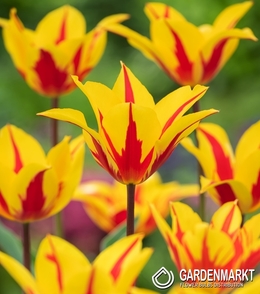 Tulpe Lily Fire Wings 5 St.