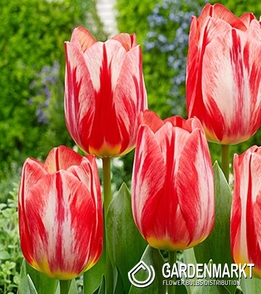 Tulpe Bicolor Spryng Break 5 St.