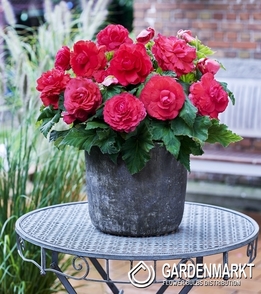 Begonie Superba Rosa 1 St.