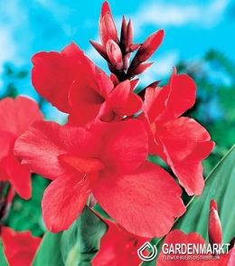 Canna-Blumenrohr Empire 1 St.