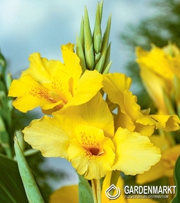 Canna-Blumenrohr Richard Wallace 1 St.