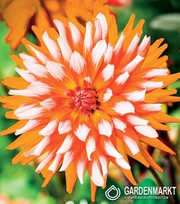 Dahlie Orange Turmoil 1 St.
