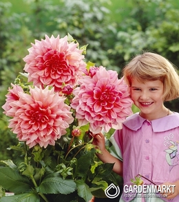 Dahlie Lavender Perfection 1 St.