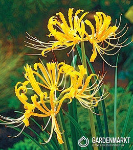 Lycoris Aurea - Spinnenlilie 1 St.
