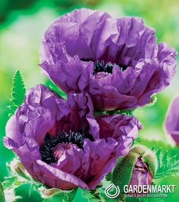Türkischer Mohn Papaver Orientale Central Park 1 St.
