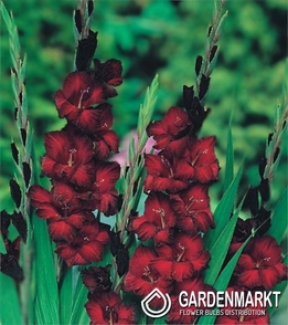 Gladiolus Dunkelrot 1 kg