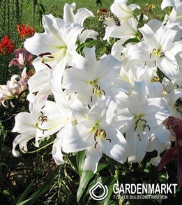 Lilie Ot Purple Villa Blanca 1 St.