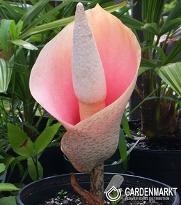 Amorphophallus Bulbifer Rosa 1 st