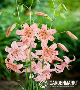 Tigerlilie Pink Giant 1 St.