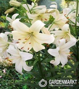 Asiatische Lilie Pearl White 1 St.