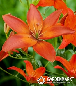 Asiatische Lilie Mandarin Star 1 St.