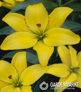 Asiatische Lilie Yellow Cocotte 1 St.
