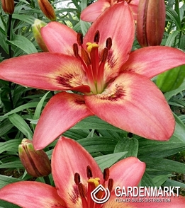 Asiatische Lilie Zweifarbige Tinilco1 St.