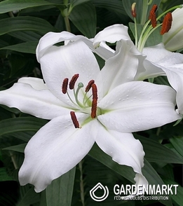 Orientalische Lilie Mount Aspiring 1 St.
