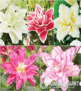Eingestellt Gefüllte Roselily Lilie 2 18/20