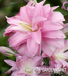 Gefüllte Orientalische Lilie Lotus Breeze 1 St.
