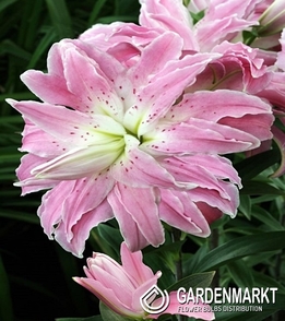 Gefüllte Orientalische Lilie Lotus Elegance 1 St.