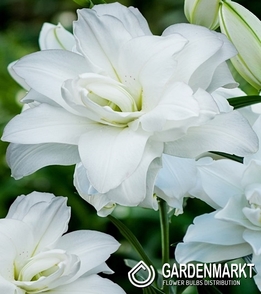 Gefüllte Orientalische Lilie Lotus Pure 1 St.