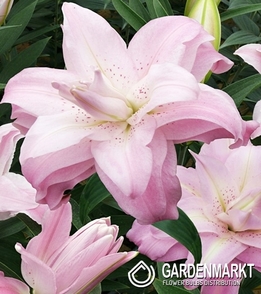 Gefüllte Orientalische Lilie Lotus Queen 1 St.