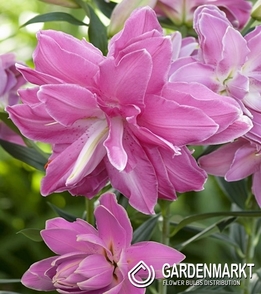 Gefüllte Orientalische Lilie Lotus Wonder 1 St.
