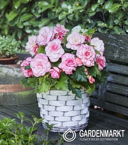 Begonie Zweifarbige Picotee White 1 St.