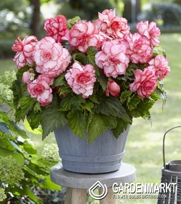 Begonie Zweifarbige Rosebud 1 St.