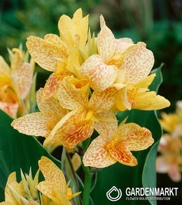 Canna - Blumenrohr Chouchou 1 St.