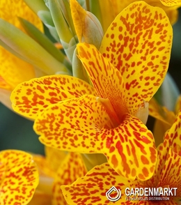 Canna - Blumenrohr Confetti 1 St.