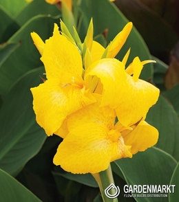 Canna-Blumenrohr Panama 1 St.