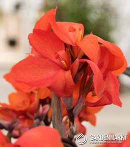 Canna-Blumenrohr Picador 1 St.