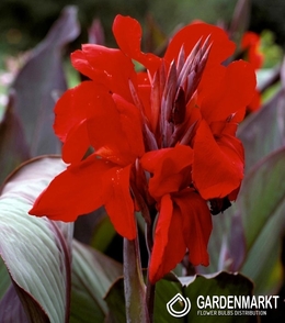 Canna-Blumenrohr Eric Neubert 1 St.