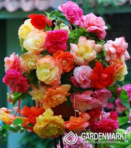 Begonie Splendide Mix 5 St.