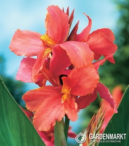 Canna-Blumenrohr City of Portland 1 St.