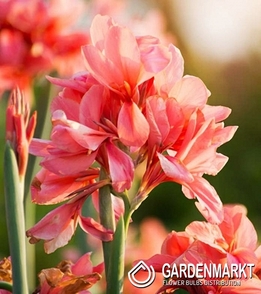 Canna-Blumenrohr Picasso Yellow 1 St.