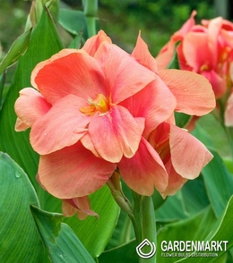 Canna-Blumenrohr Salmon Beauty 1 St.