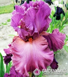 Iris Germanica Schwertlilie Fashionably Late 1 St.